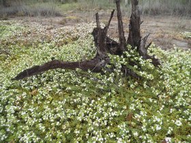 Myoporum parvifolium Berri Nov 2015 004.JPG